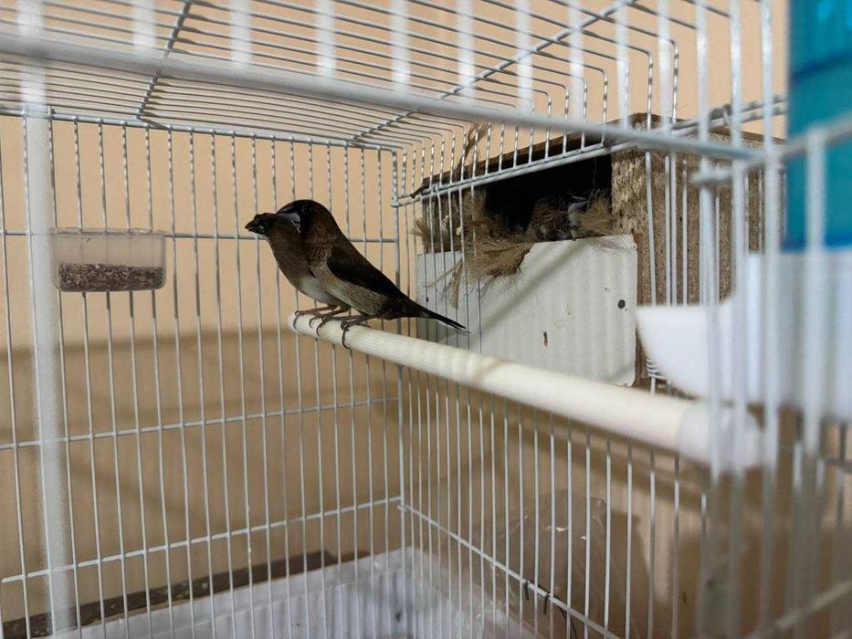 Амадины японские пара + молодой(40дней)