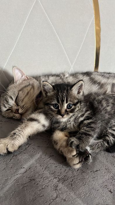 Продам котенок мальчик