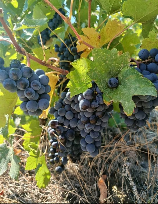 Struguri de vin 2025