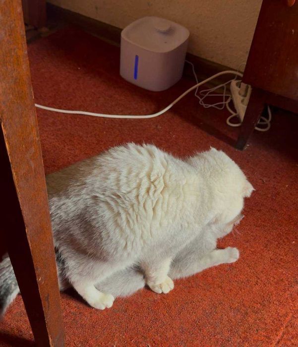 вязка коты шиншиллы