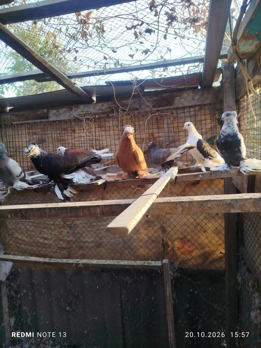 Продам разных голубеи