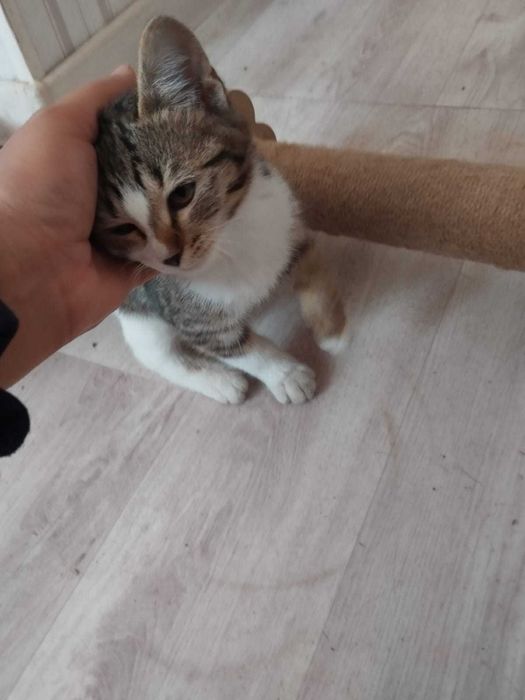 Котенок (девочка) ищет дом