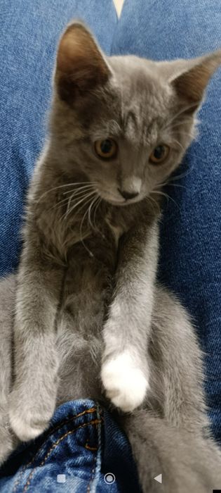 Продам кота( 3 мес)