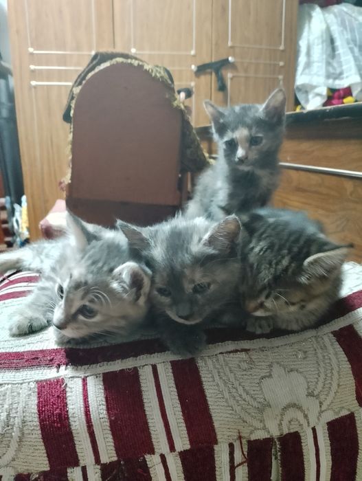 Отдам в добрые руки