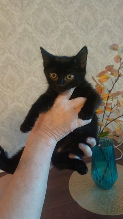 Котенок.девочка.
