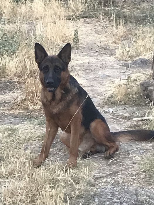 Шенки авчарки чистокровные