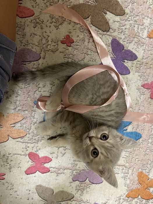 Котенок:Чипонок. 7 мес. Срочно !!!