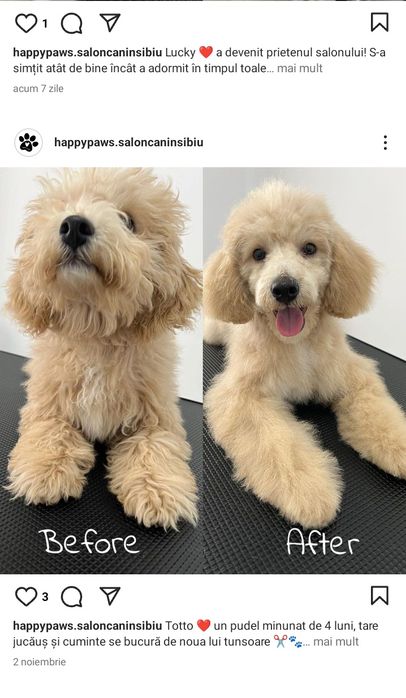 Frizerie canină și la domiciliu , tuns cătei , tund caini , grooming