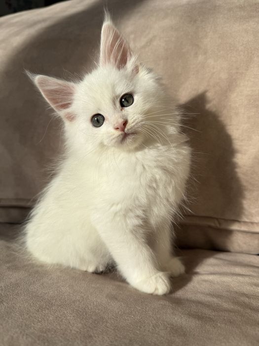 Продаются Котята Мейн-кун  от 150000тг