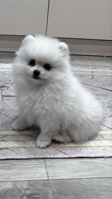 Щенок шпиц девочка