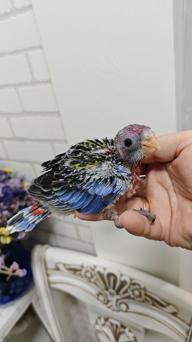 Продаётся птенец, попугая Красной Разеллы,