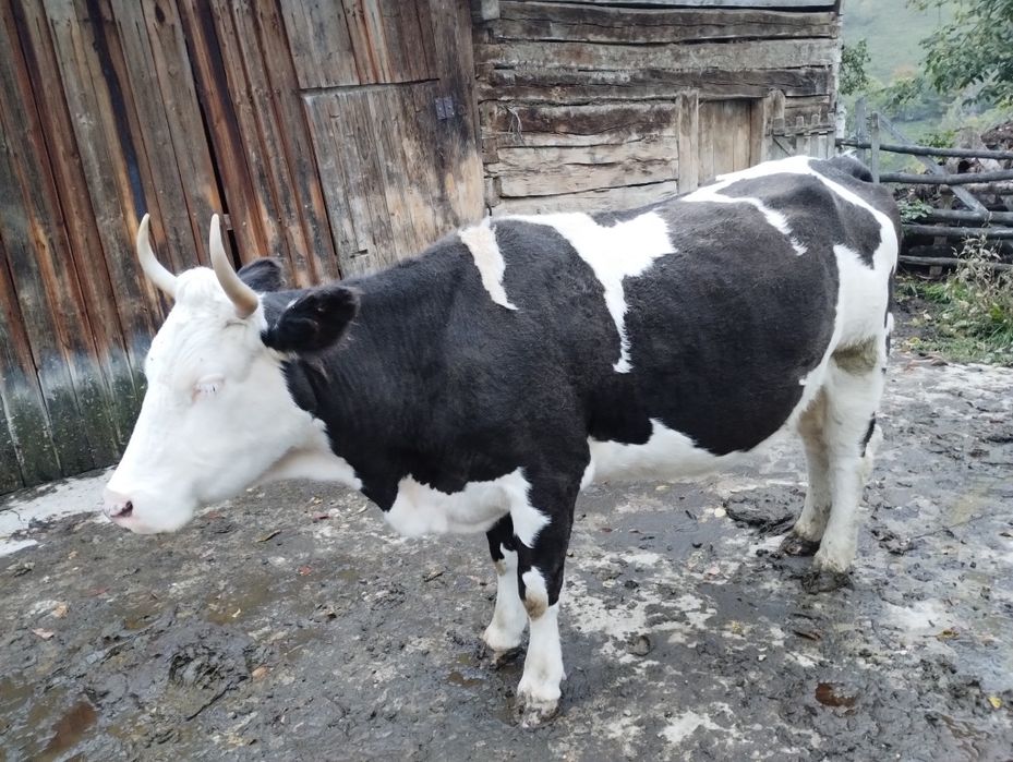 Vaca de vanzare 4 ani blândă și se mulge usor