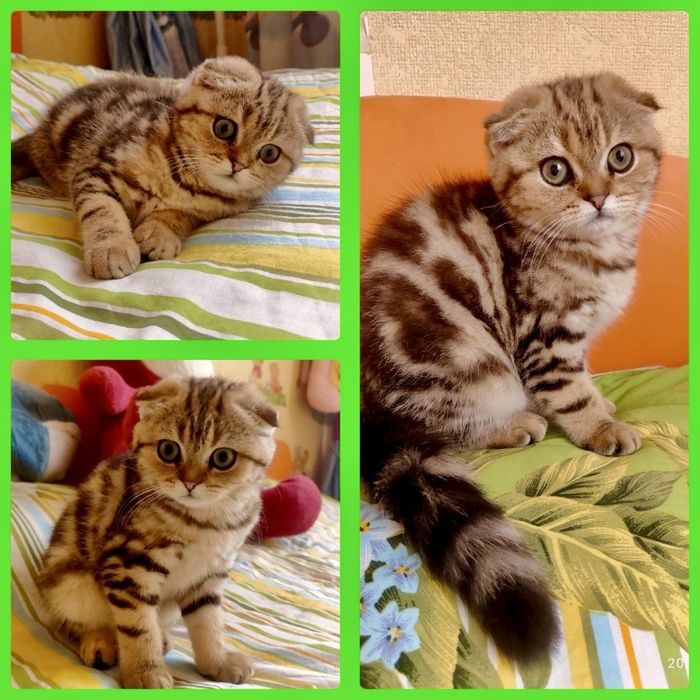 Шотланский Скоттиш Фолд!