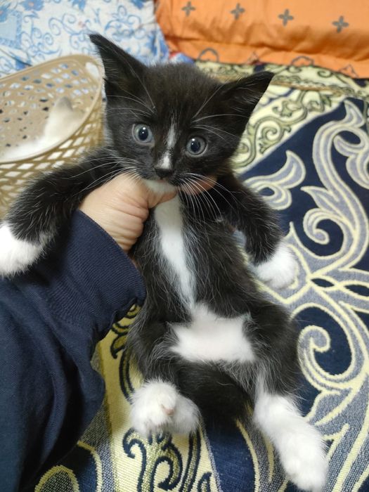 Котята ищут дом