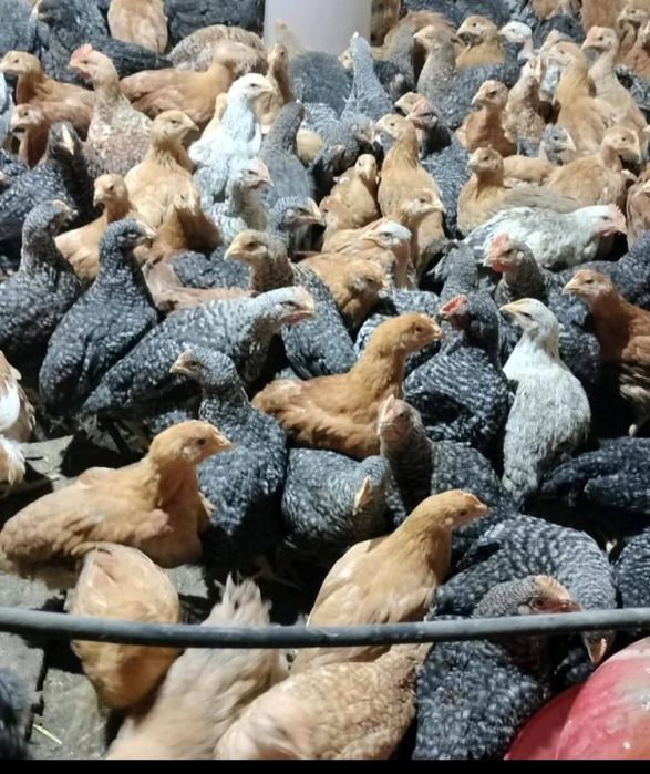 Pui alb si pui rasa mixta