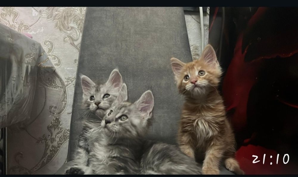 Котята Мэйн-кун шикарные!!!