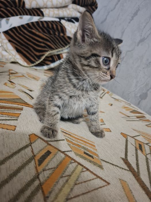 Отдам котят к добрые руки