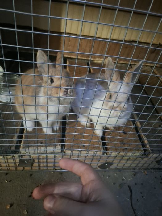 Декоративные кролики