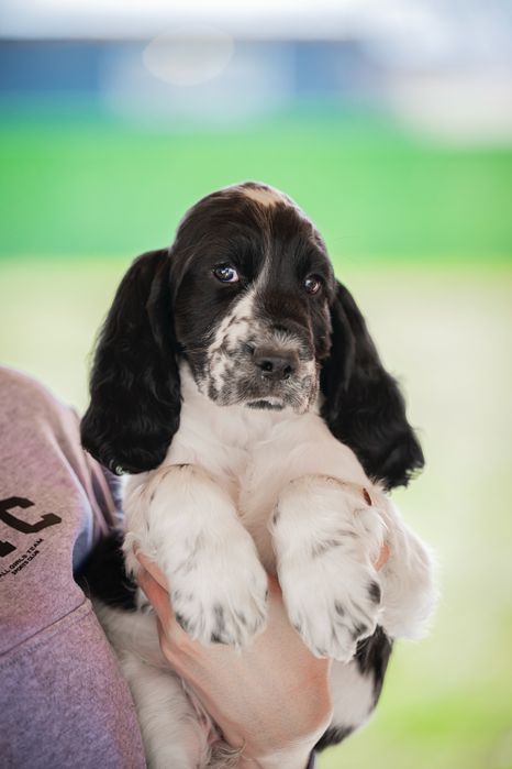 Английски спрингер шпаньол