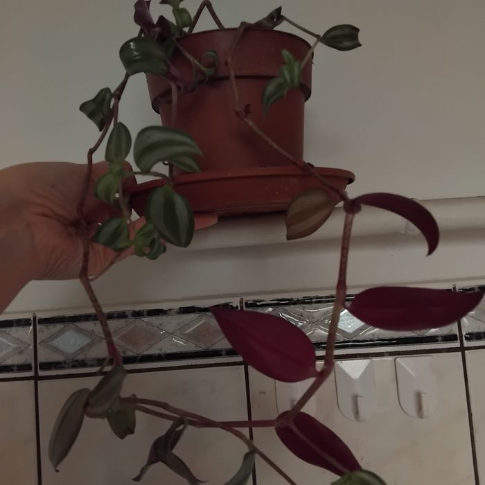 Plante de apartament