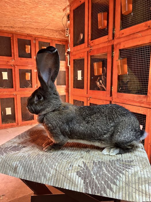 Iepuri Mascul si Femela de Urias German