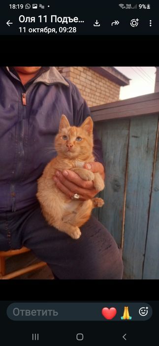 Котятам нужен дом.