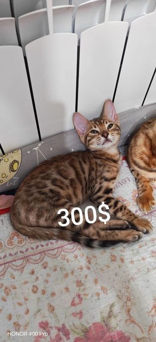 Бенгальские котята