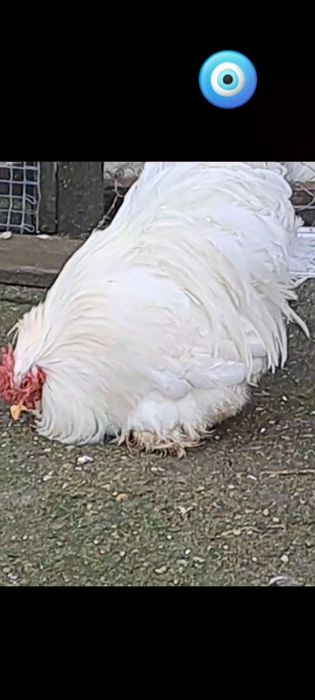 Продавам петлета и млади чифтове мини кохин