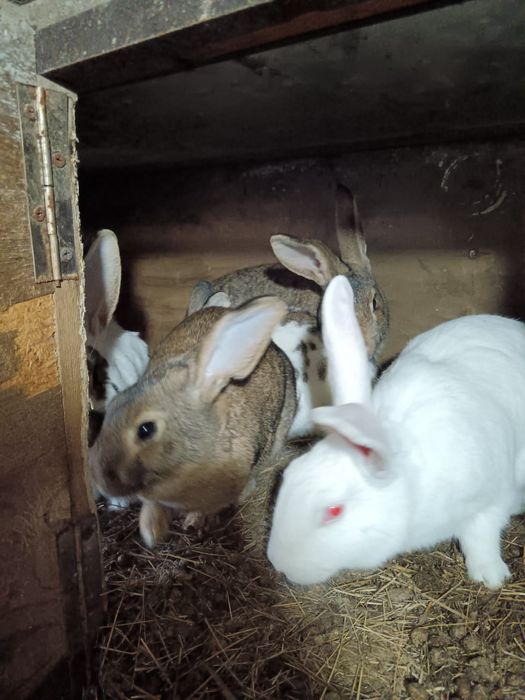 Продам кроликов домашние