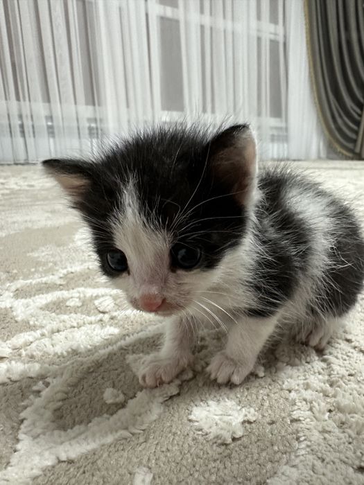 котенок в добрые руки