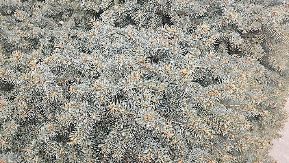 Archa sotiladi uzunligi 2 metr