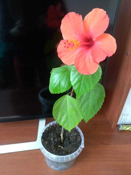 Гибискус "Китайская роза" 2 видов