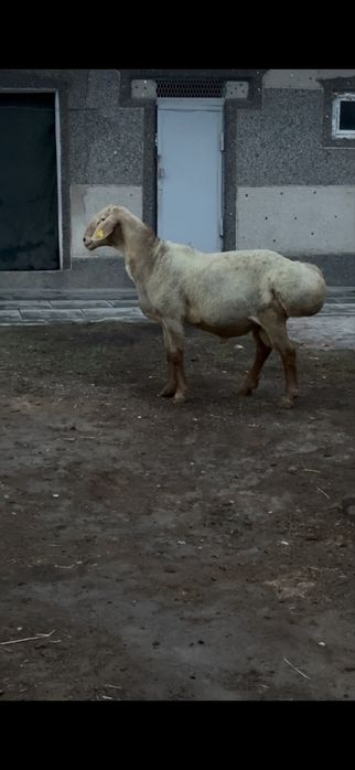 Арашан кошкар сатылады