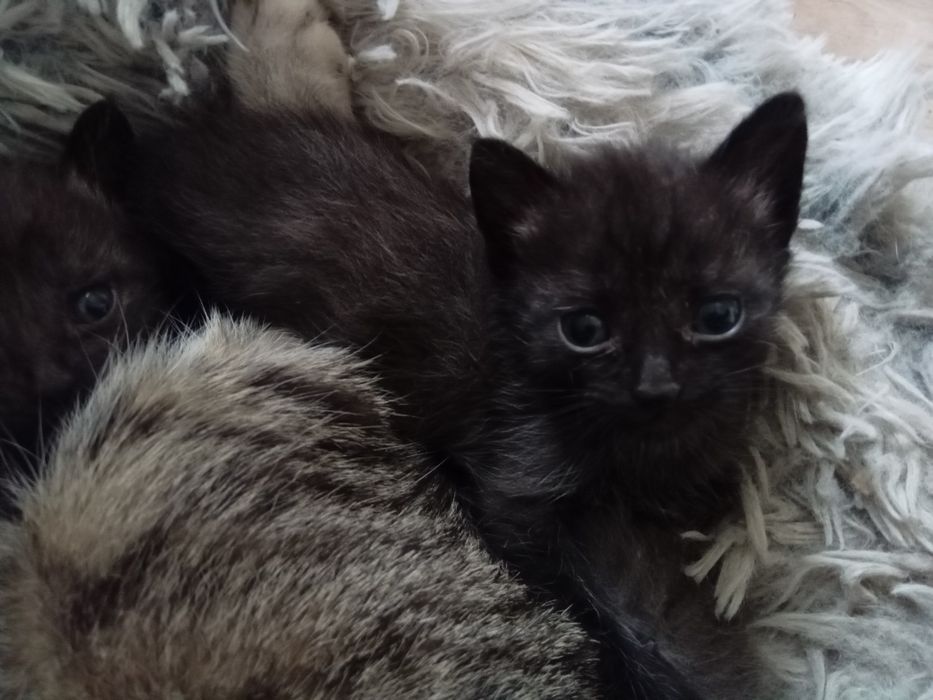 Отдам котят в добрые руки