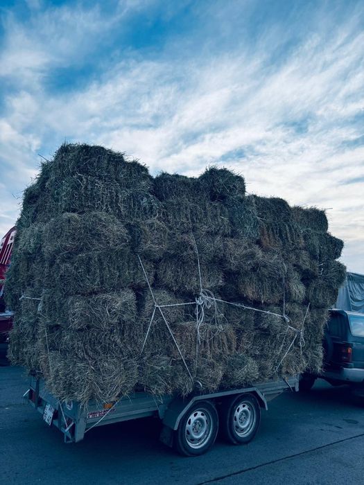 Шоп сатылады (сено садовая)