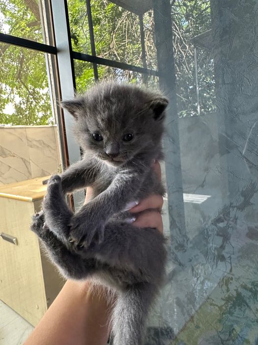 Продаются котята фолды