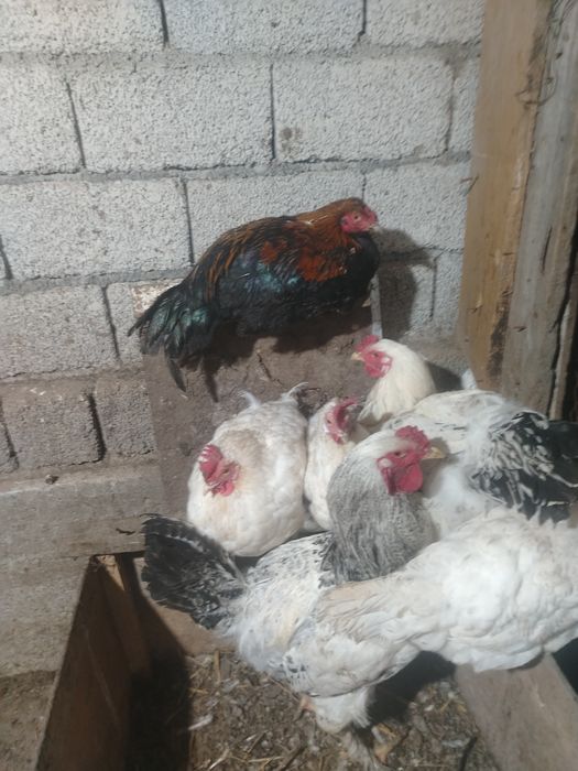 Продаётся  гуси куры