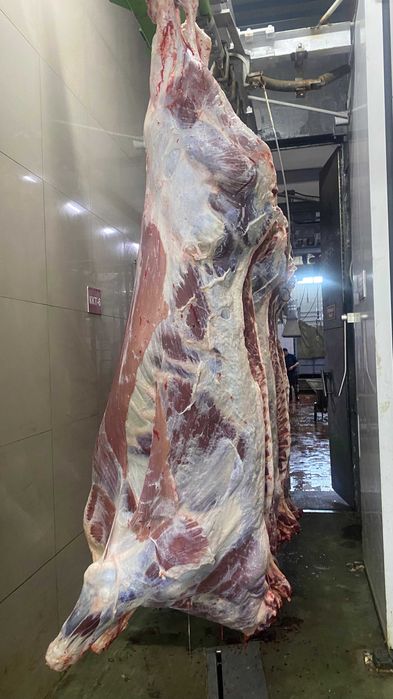 Мясо оптом бычки и коровы