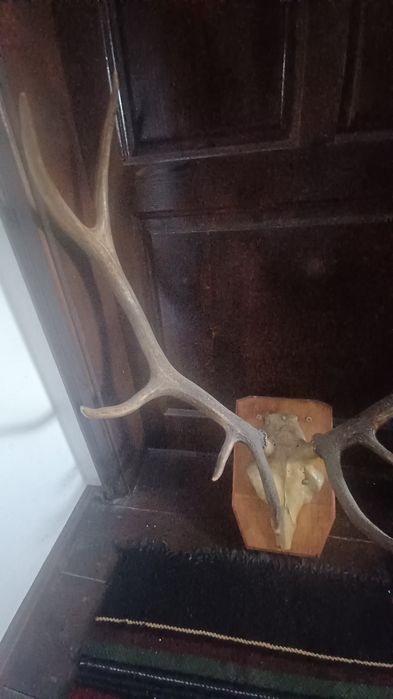 Еленски рога истински