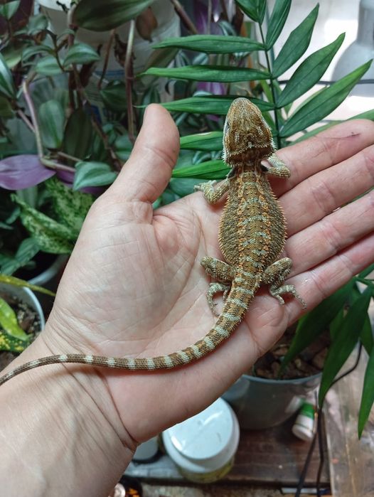 В продаже малыши бородатых агам