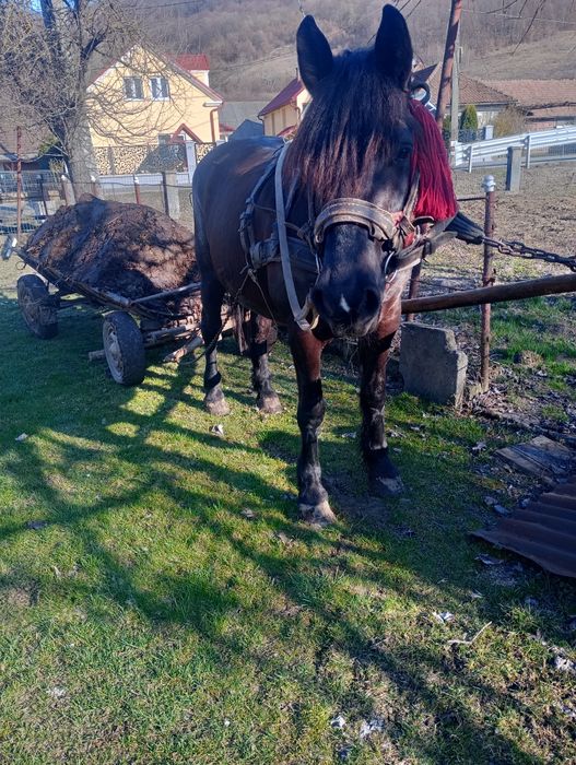 Vând iapa bună de ham