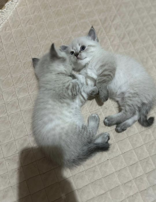 Шотландские котята
