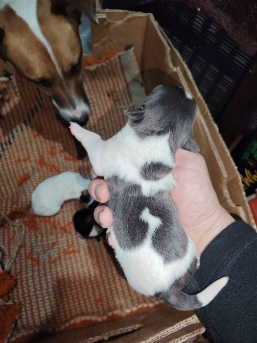 Кученца джак ръсел териер