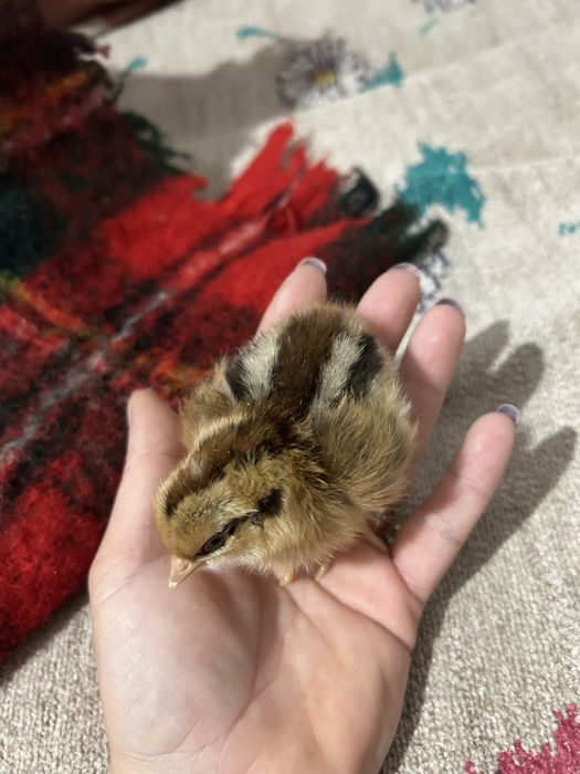 Oua pentru incubat urias COMBATANT INDIAN