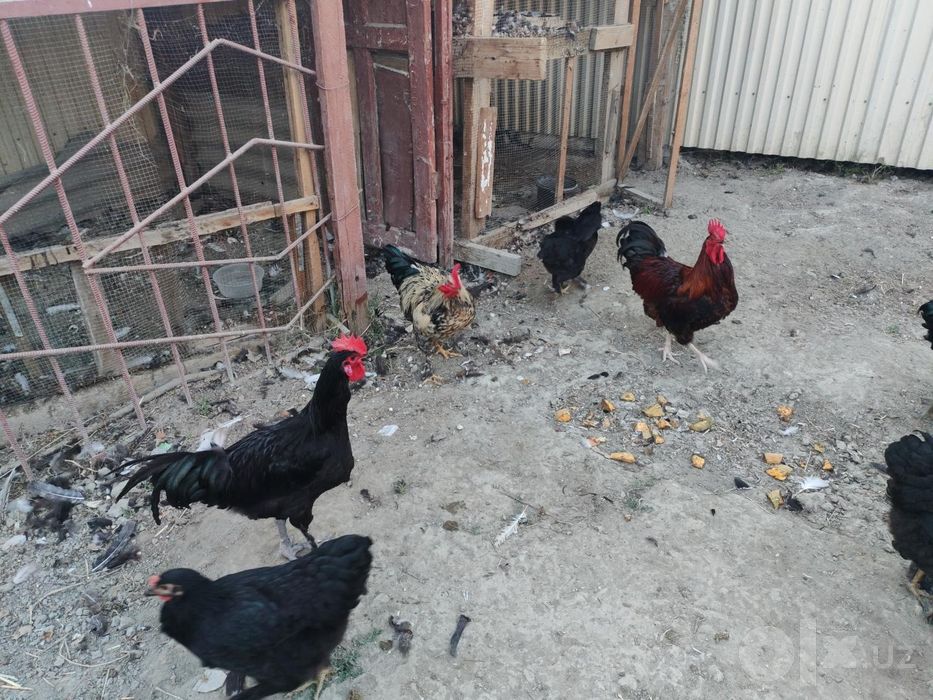 Продам  петухов 4 шт здоровые