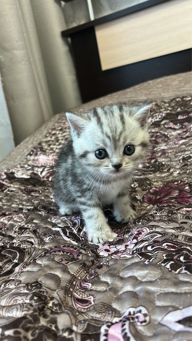 Шотландские котята