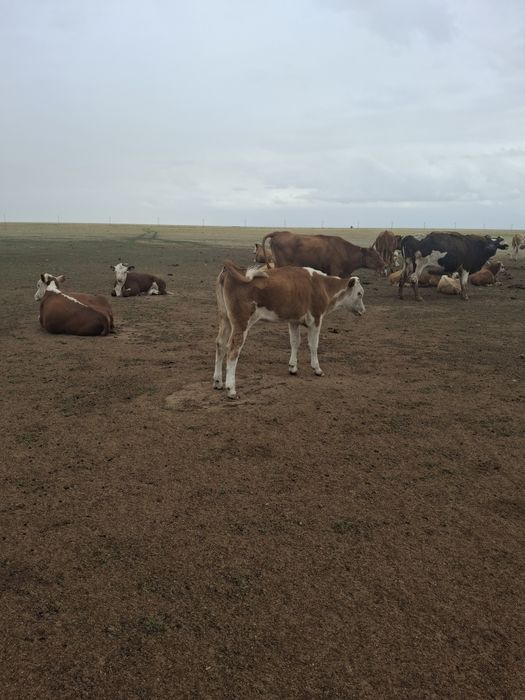 Продам карову и телёнка