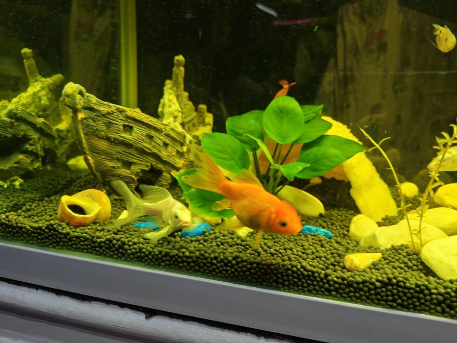 Обмен золотых рыбок, карп кои