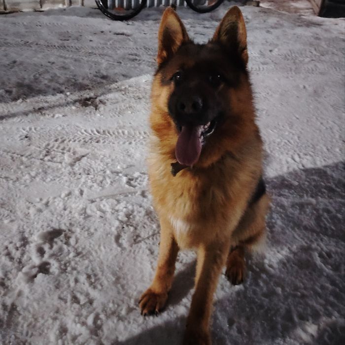 Продам щенков немецкой овчарки