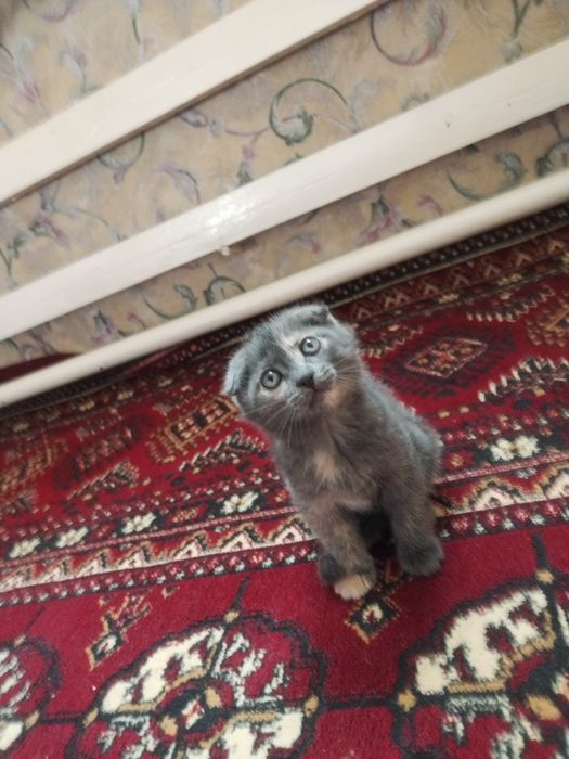 Кошка мушук скоч форт